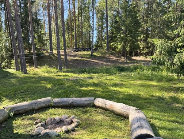 Сосновый лес в Карелии